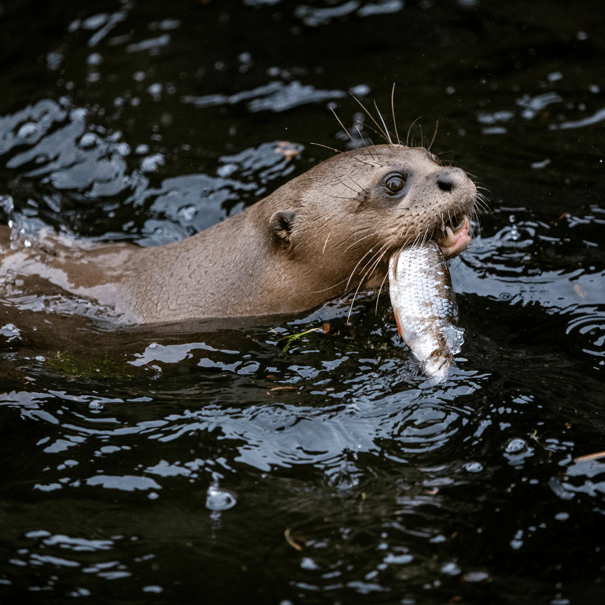 Otter swimming fish in mouth