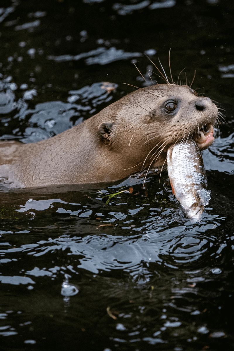 Otter swimming fish in mouth