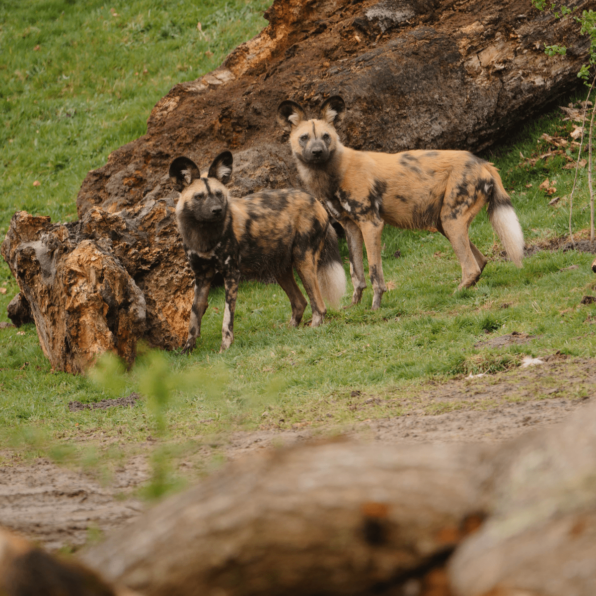 Two African Painted Dogs looking at camera