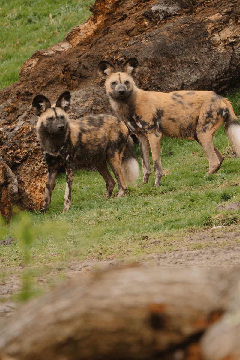 Two African Painted Dogs looking at camera