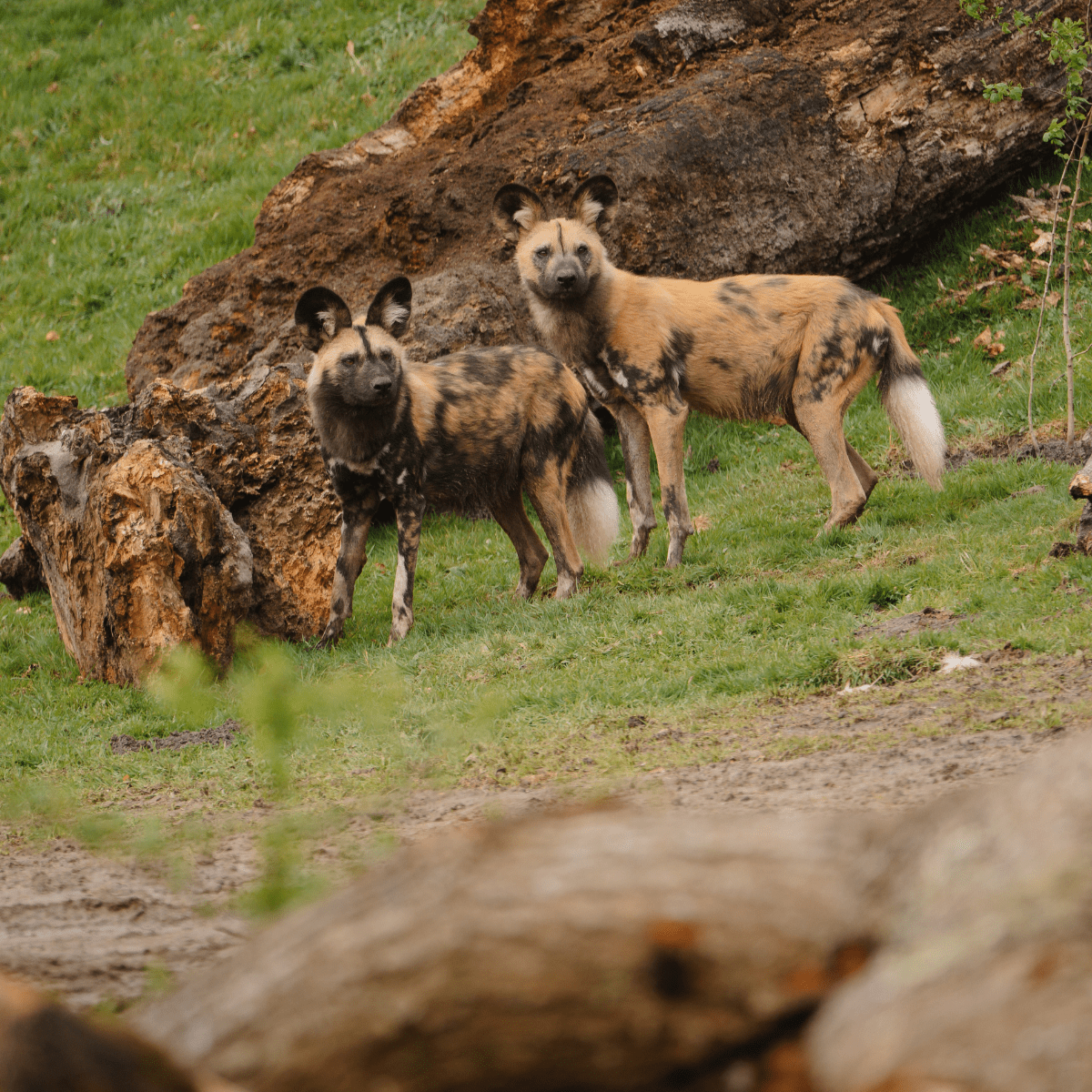 Two African-painted dogs in their outdoor habitat