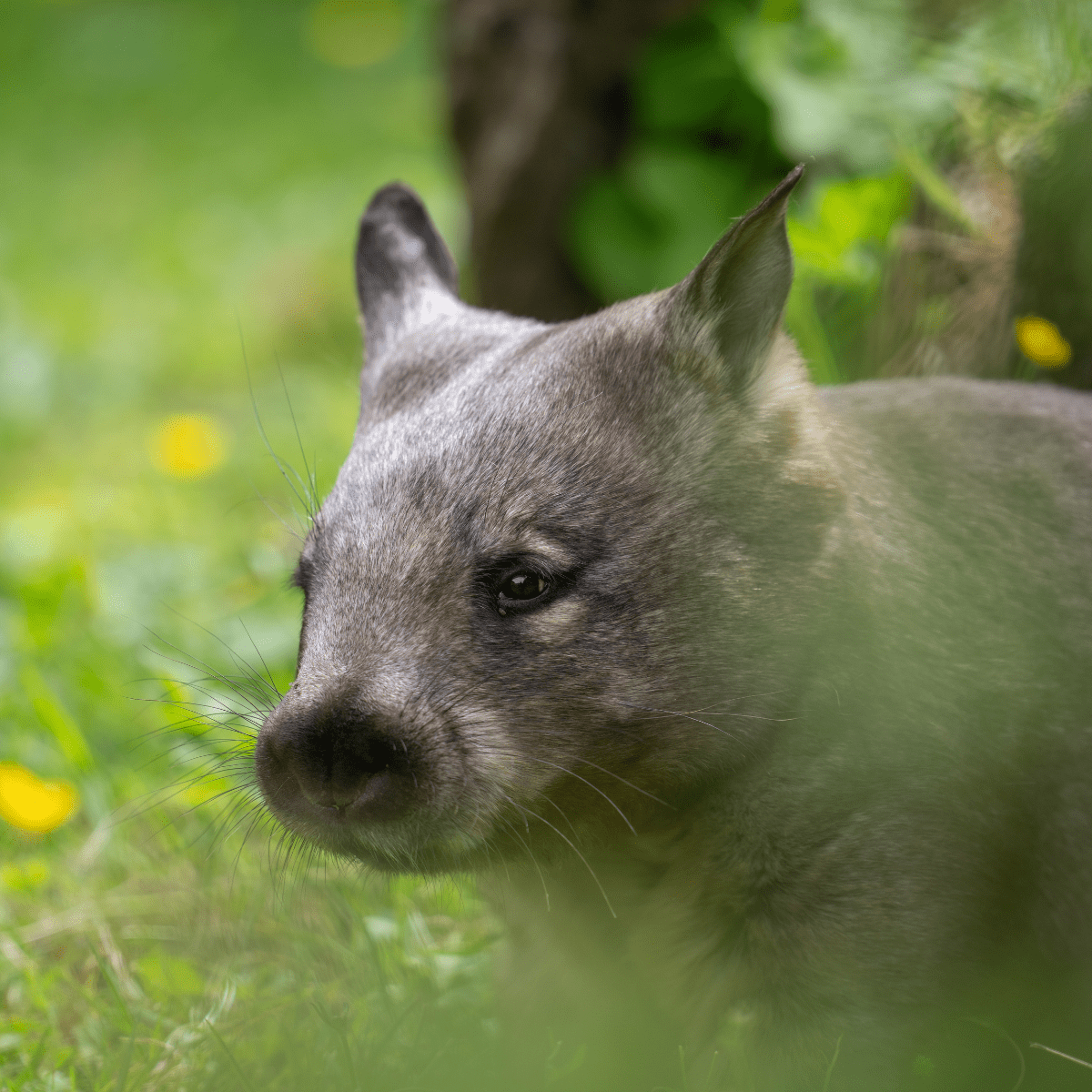 A clos up of Ellie the wombat in her grassy habitat
