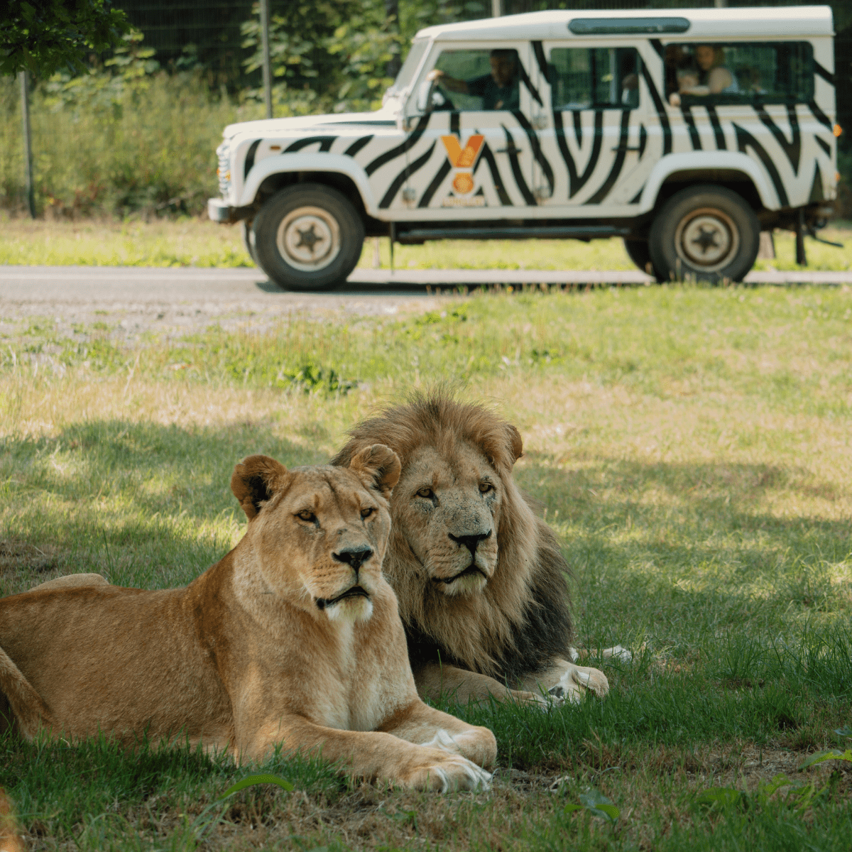 A lion and lioness perch in the grass in front of an iconic Longleat 4x4 zebra truck