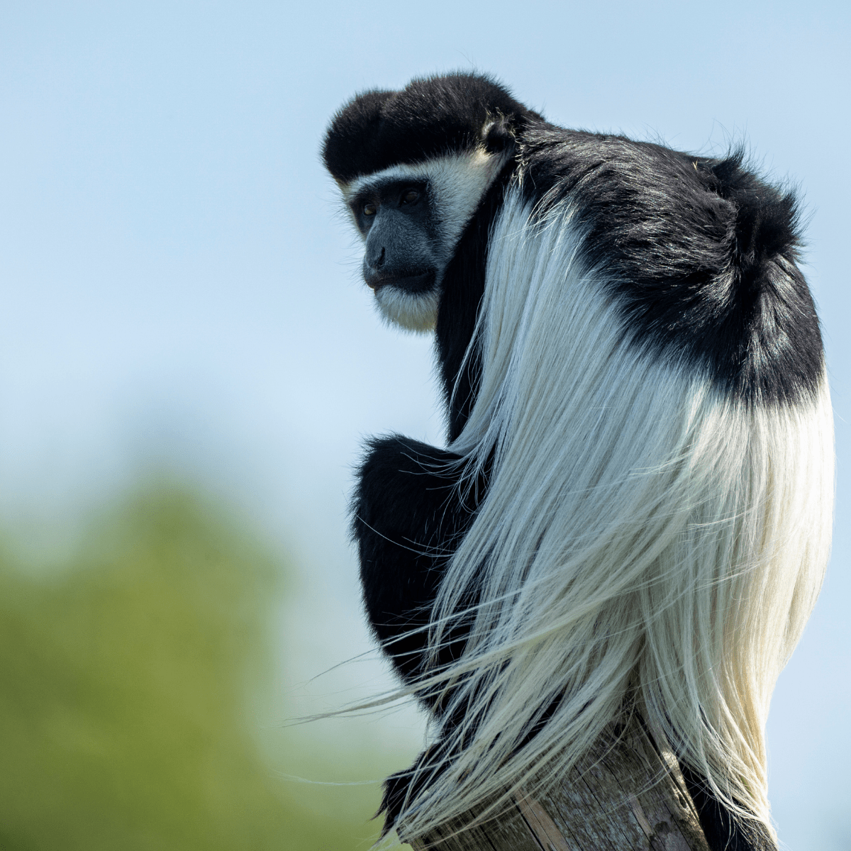 A Colobus monkey sitting on the top of a tall tree in its habitat
