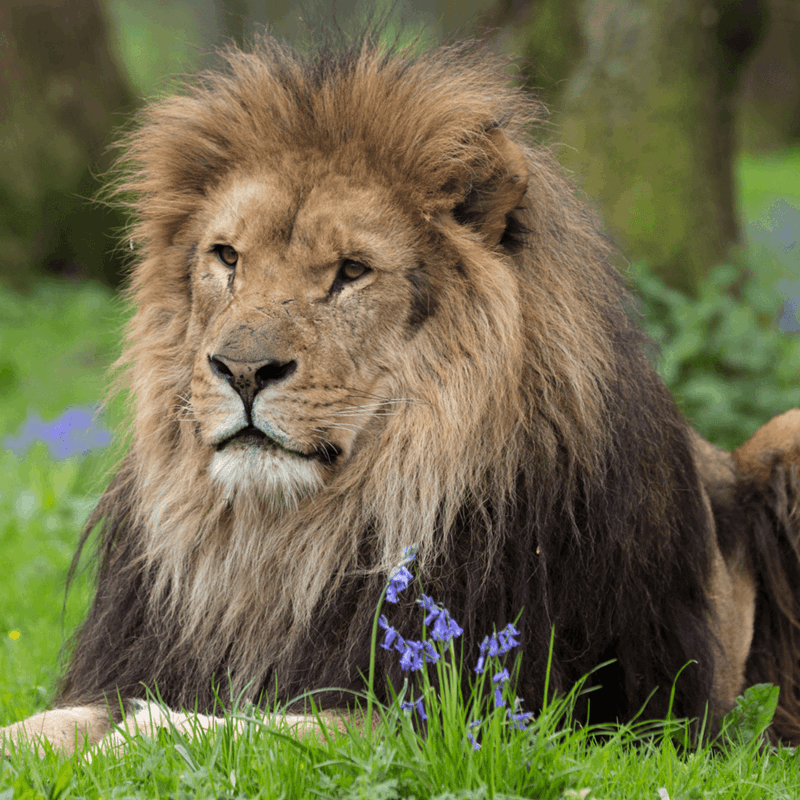 Male African lion laying in grass surrounded by bluebells
