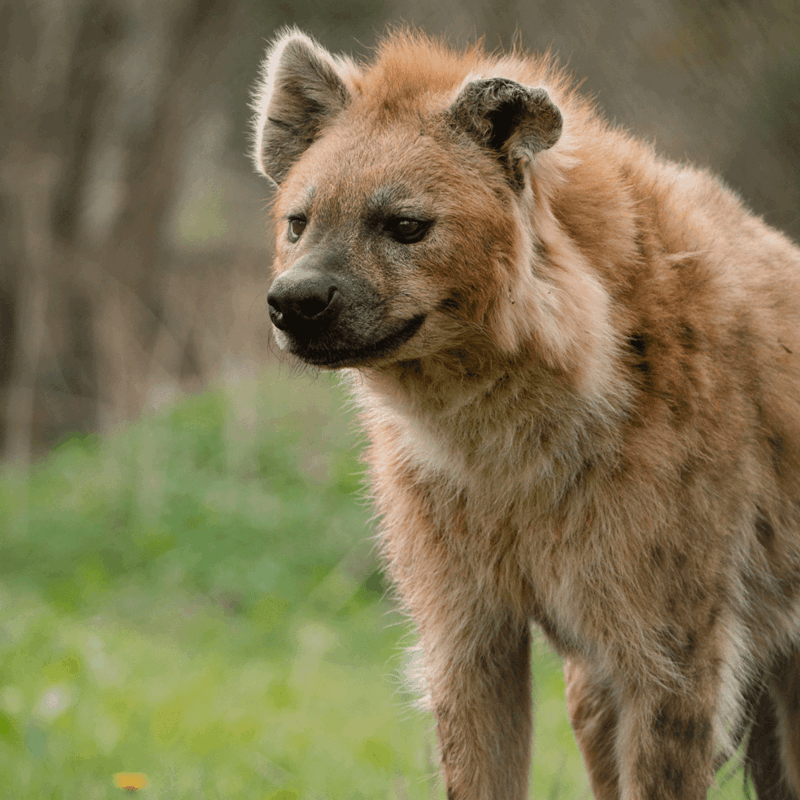 Hyena in its green paddock looking across the camera