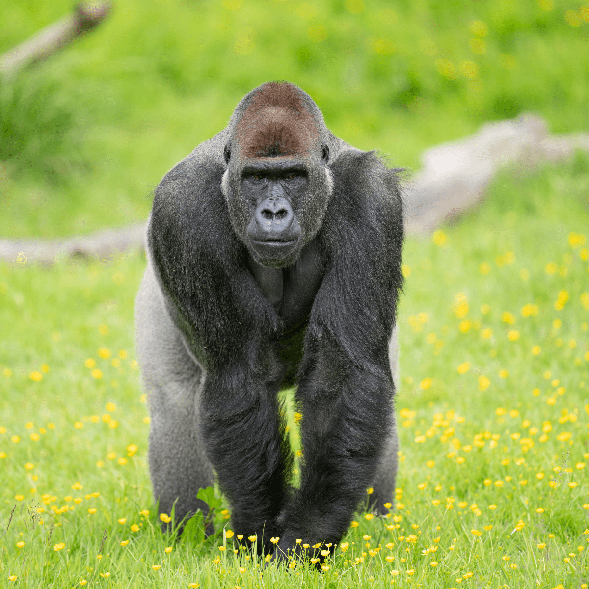 An up close shot of a gorilla looking down the camera 