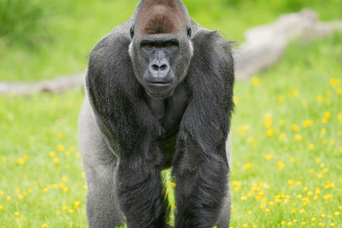 An up close shot of a gorilla looking down the camera 