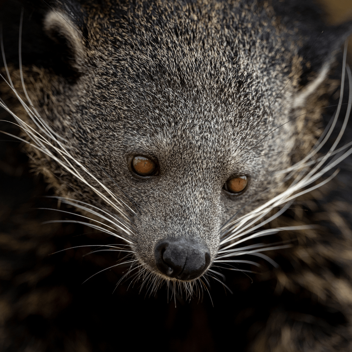 A close up of a binturong and its fantastic whiskers