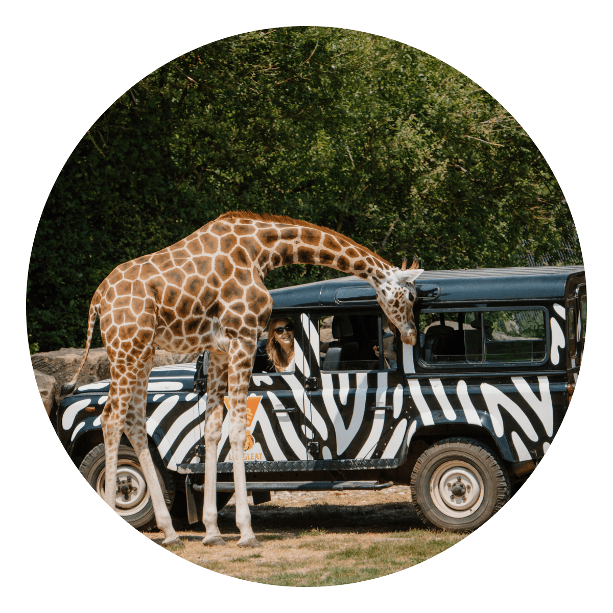 A Rothschild's giraffe peers its head up to one of our iconic 4x4 zebra print jeeps