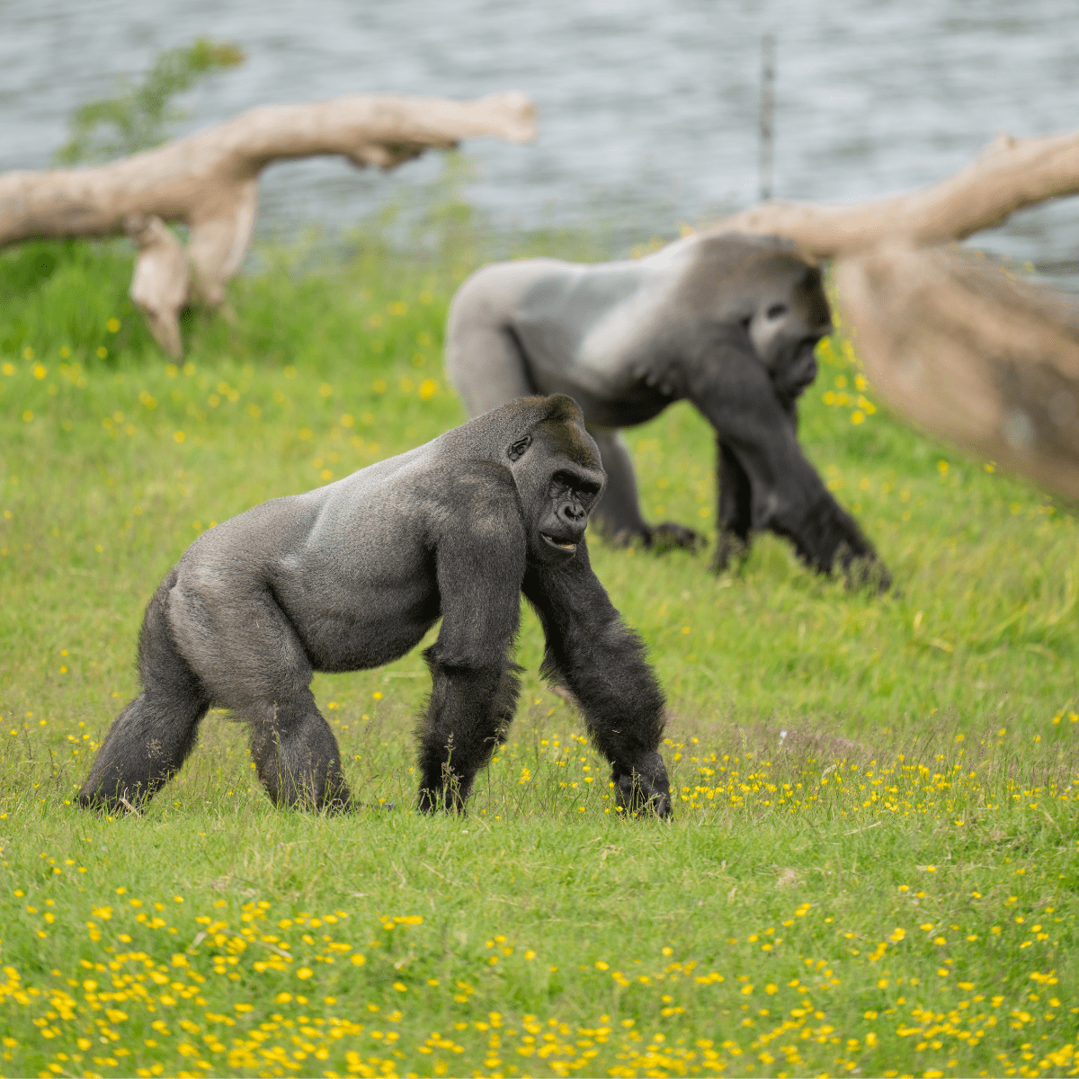 A side on shot of two gorillas in their lush outdoor habitat