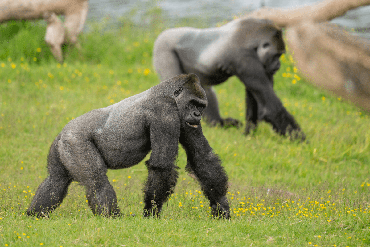 A side on shot of two gorillas in their lush outdoor habitat