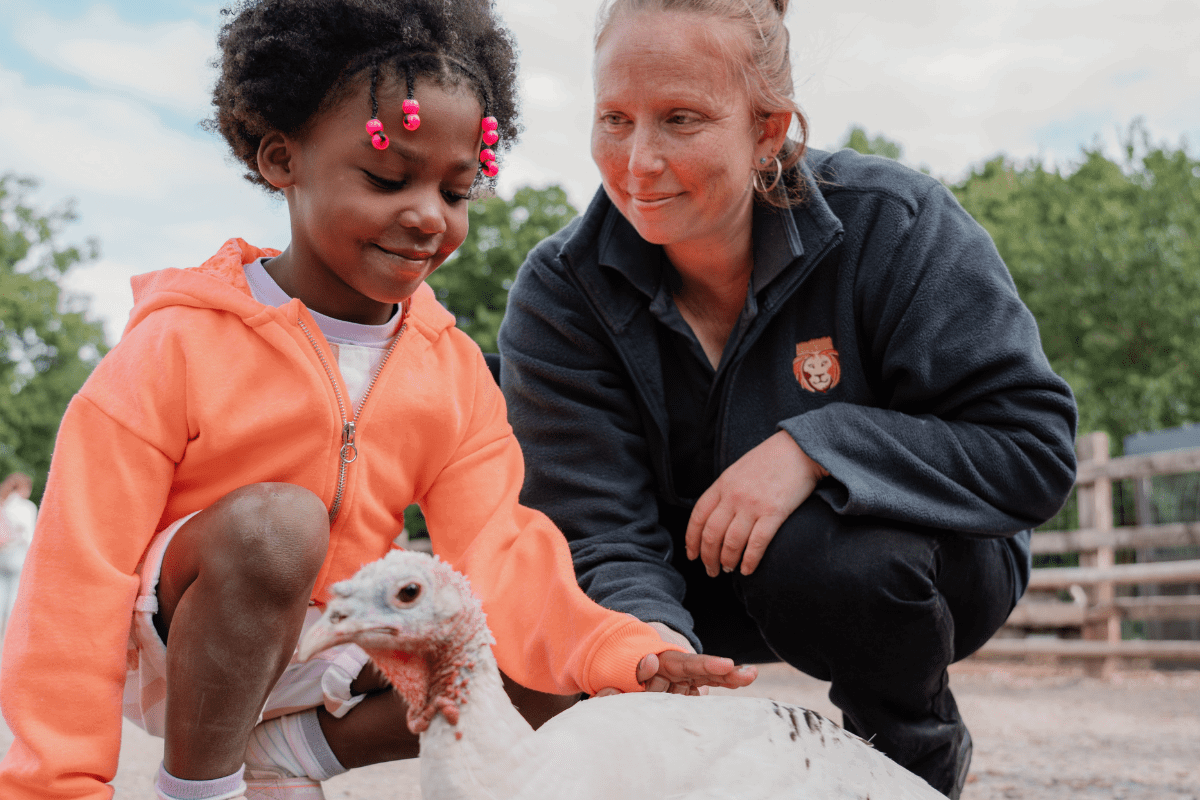 A young girl pets a turkey in the Family Farmyard VIP experience with a Longleat animal team member watching over