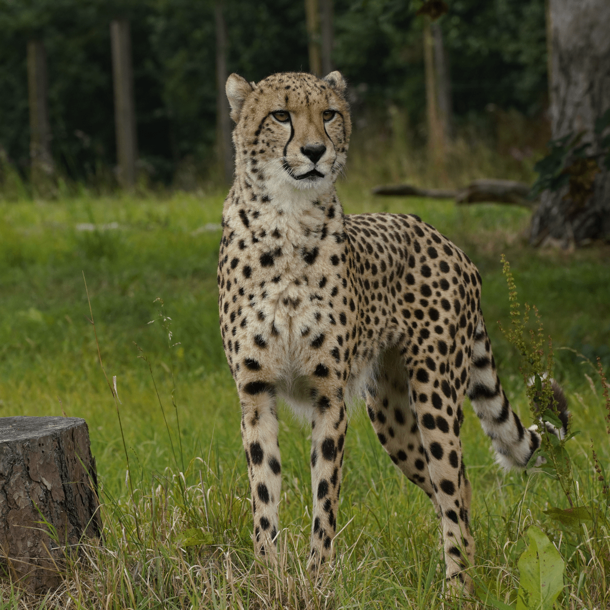 A close up of a cheetah looking out towards the camera