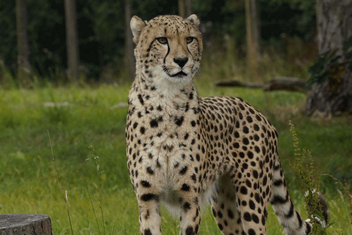 A close up of a cheetah looking out towards the camera