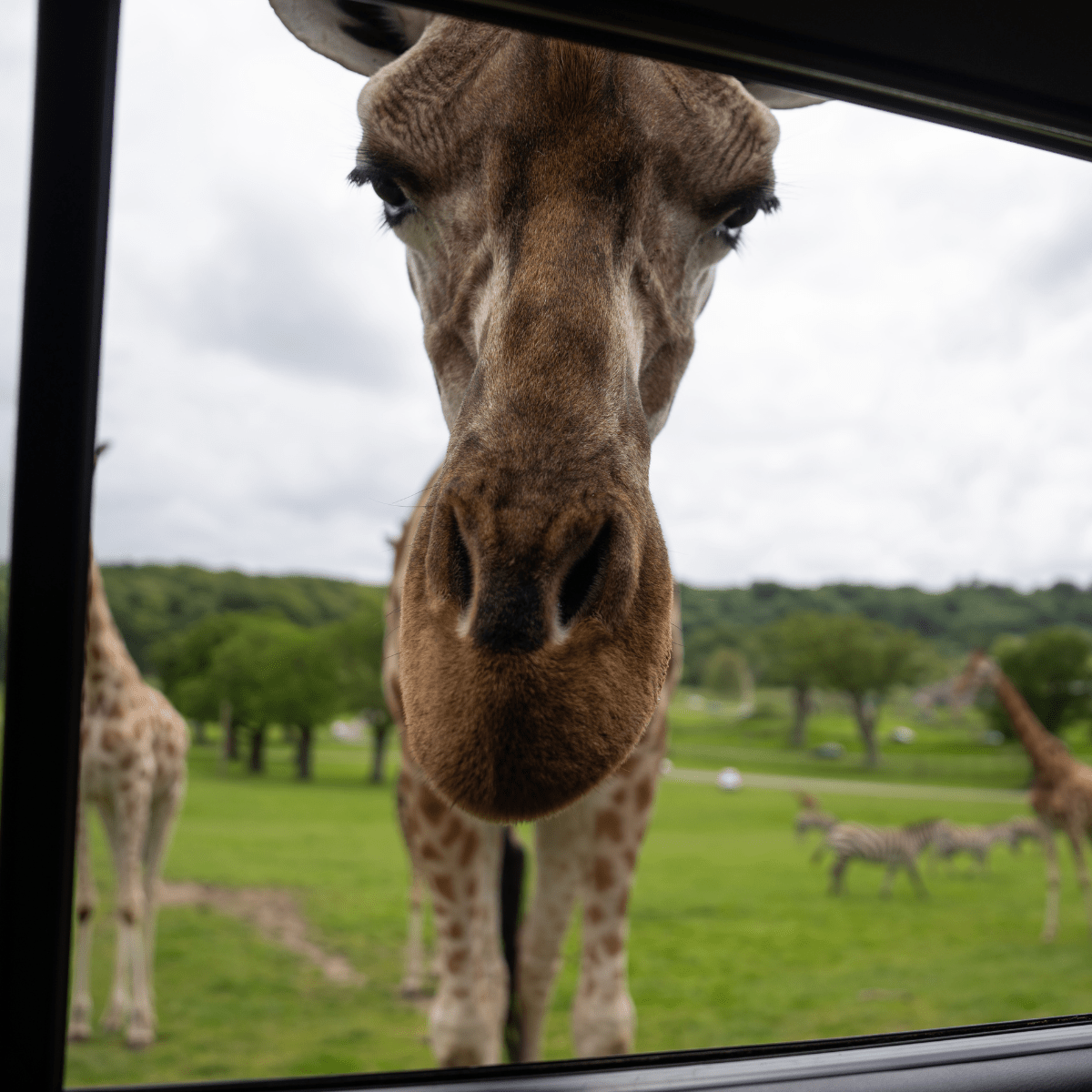 Giraffe looking through window