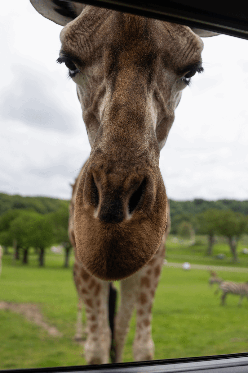 Giraffe looking through window