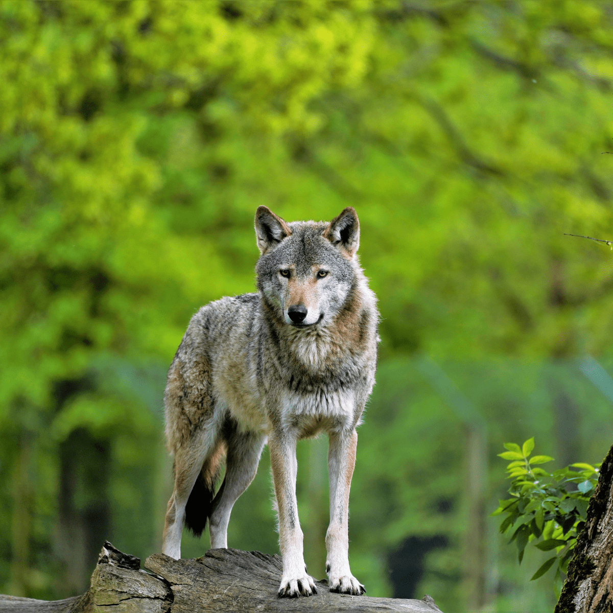 A grey wolf standing on a log in its habitat