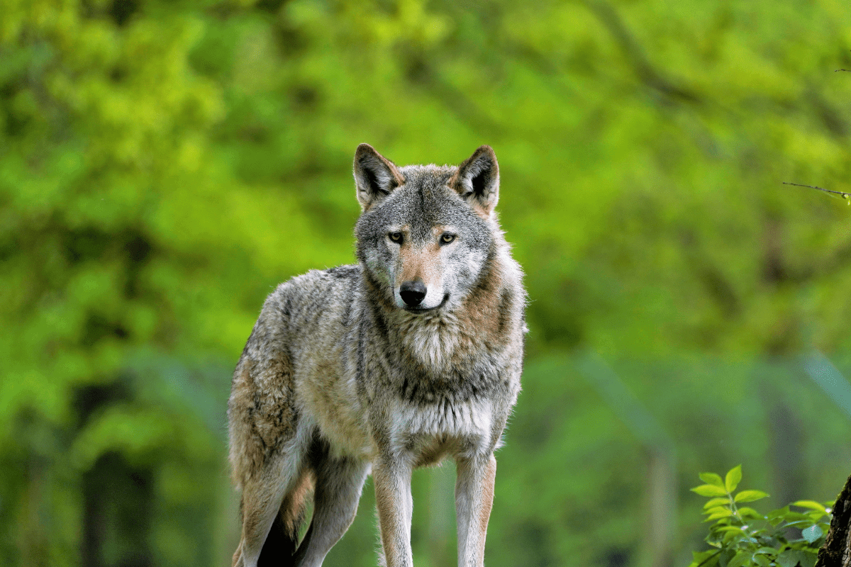 A grey wolf standing on a log in its habitat