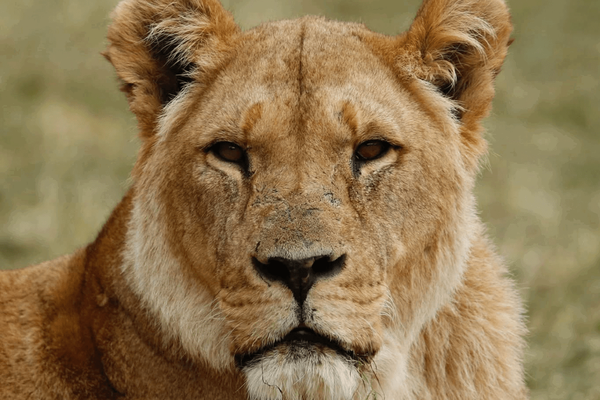 Lioness laying down and looking on sternly.
