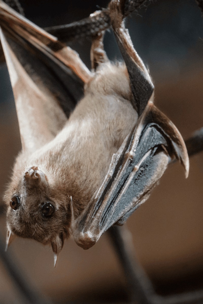 Fruit bat hanging upside down from netting