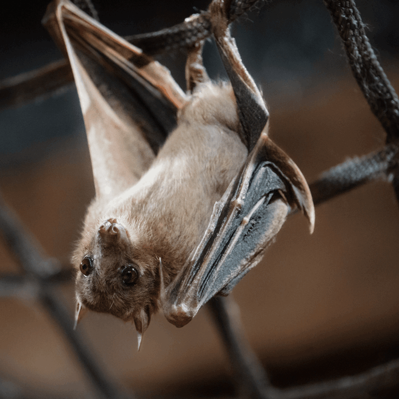 Fruit bat hanging upside down from netting