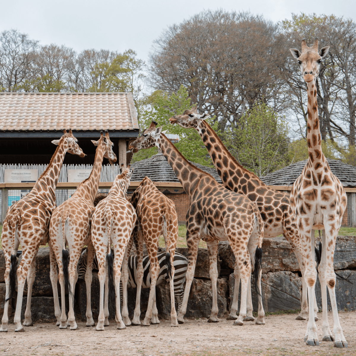 Group of giraffes with one facing camera on the right