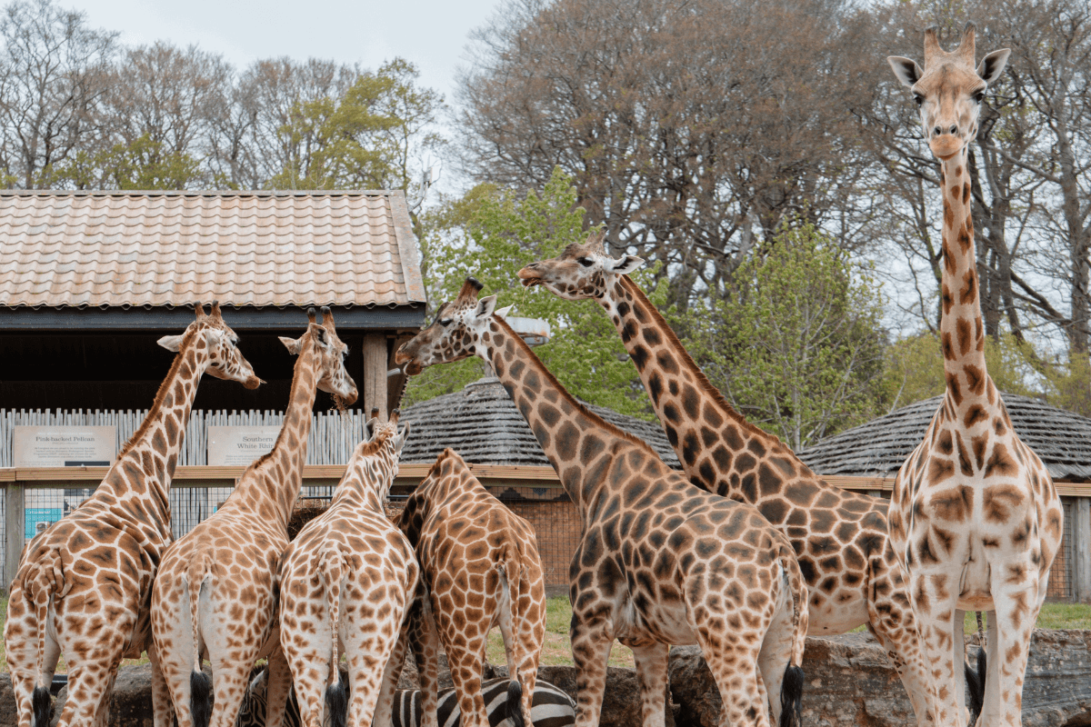 Group of giraffes with one facing camera on the right