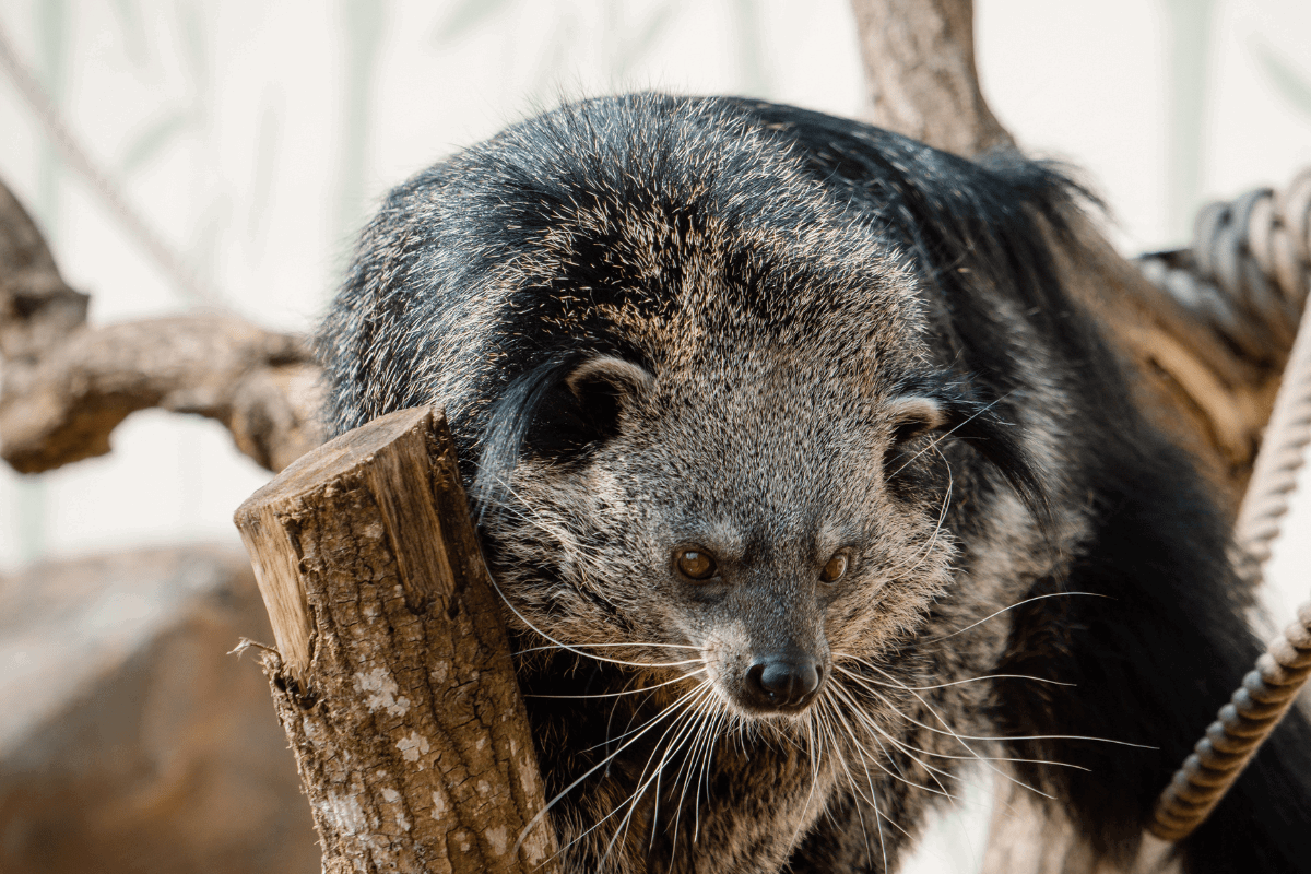 A binturong climbing in its indoor habitat