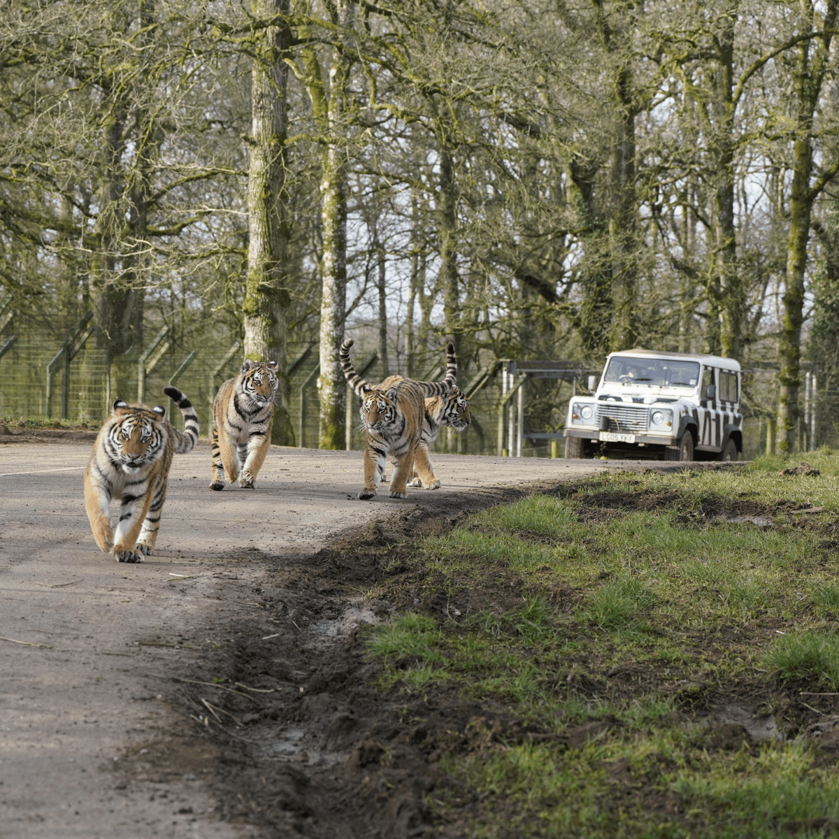 Four tigers running on the track with a VIP truck behind them
