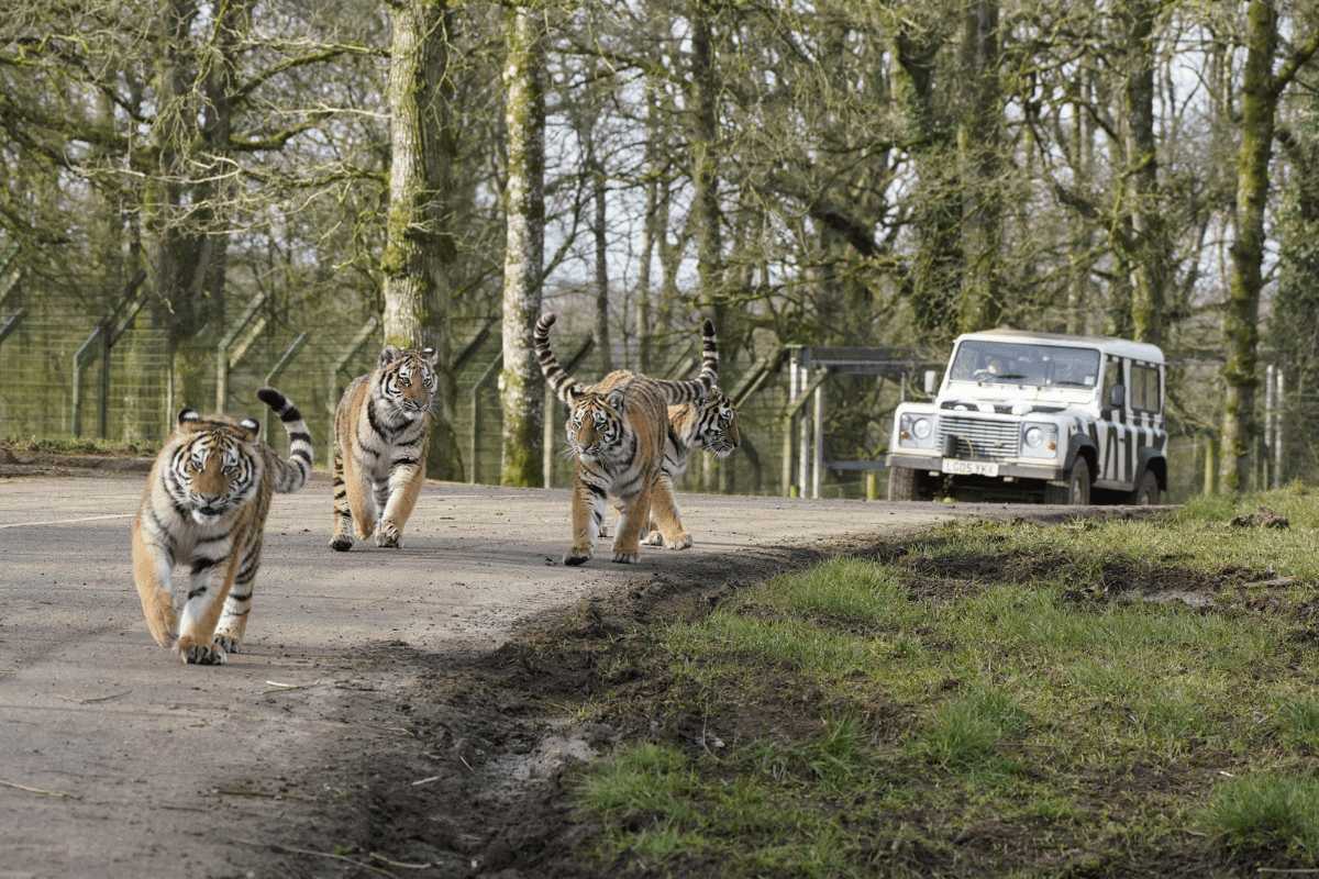 Four tigers running on the track with a VIP truck behind them