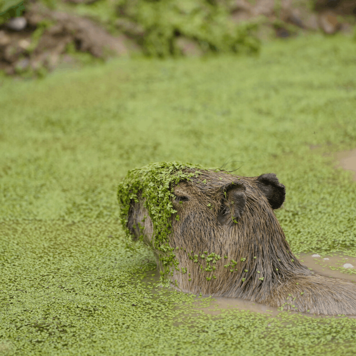 A capybara enjoys a swim in its pond