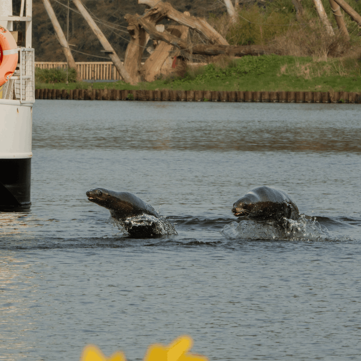 Sea lions bark a welcome to spring