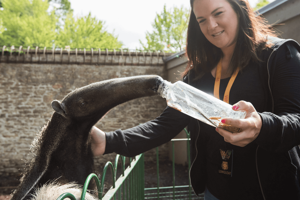 A happy VIP guest feeds a giant anteater from a special bottle