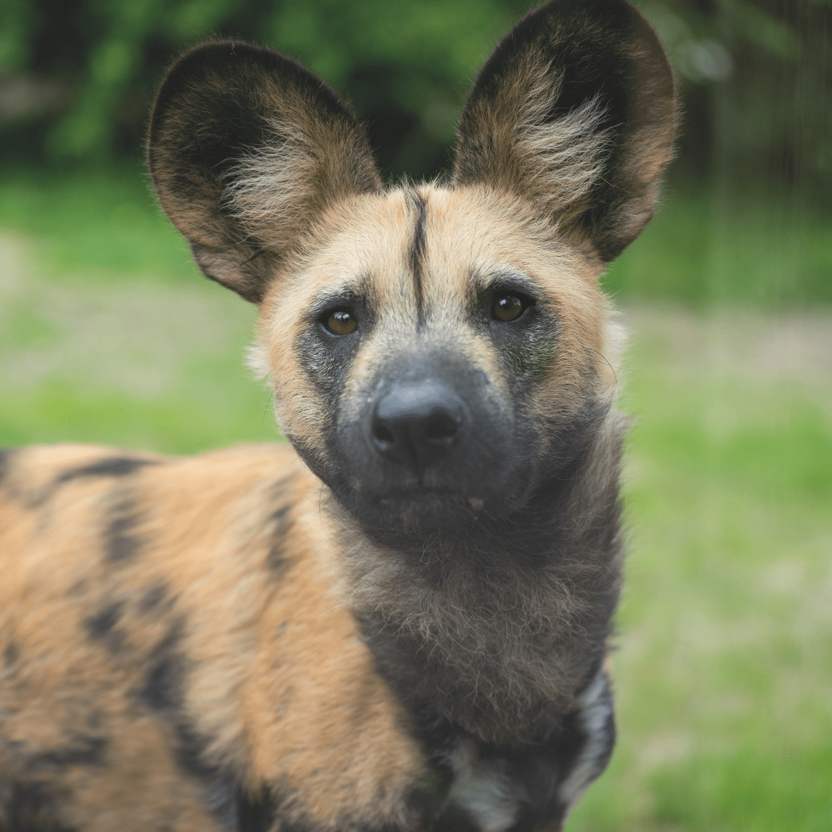 A close up of an African painted dogs with its impressive ears
