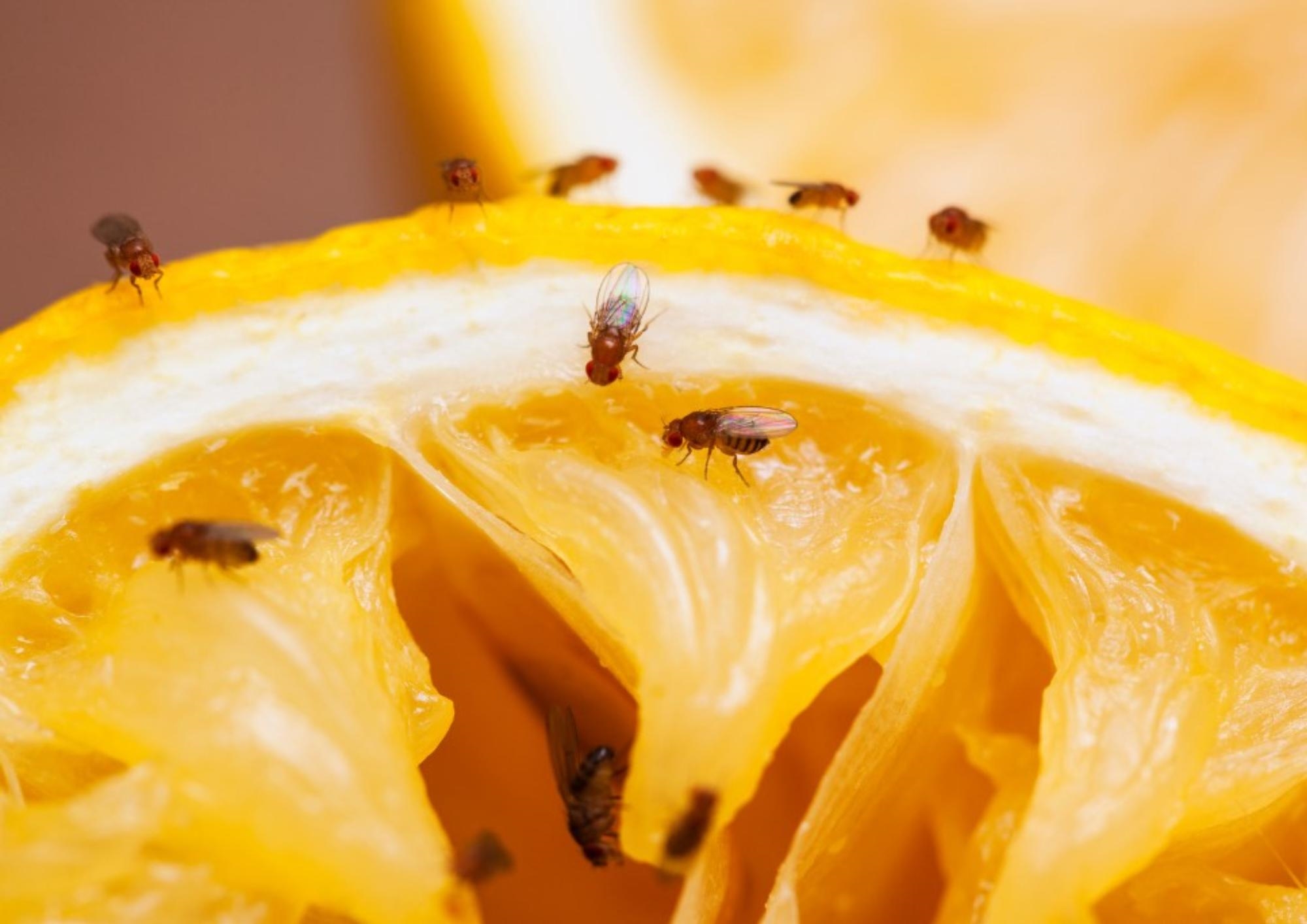 Shock Summer Story – Fruit Flies can Kill You!