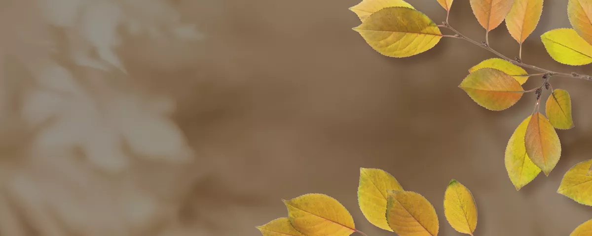 LP Mocna Kolekcja Glowny