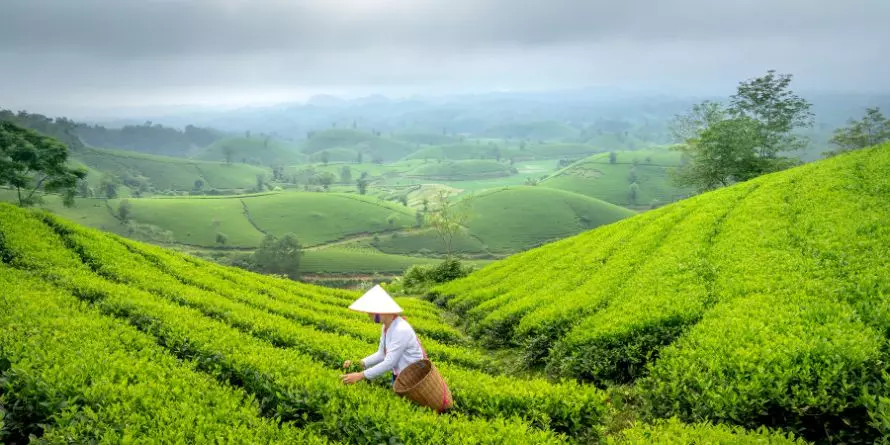 Zielona Herbata Zielona Herbata