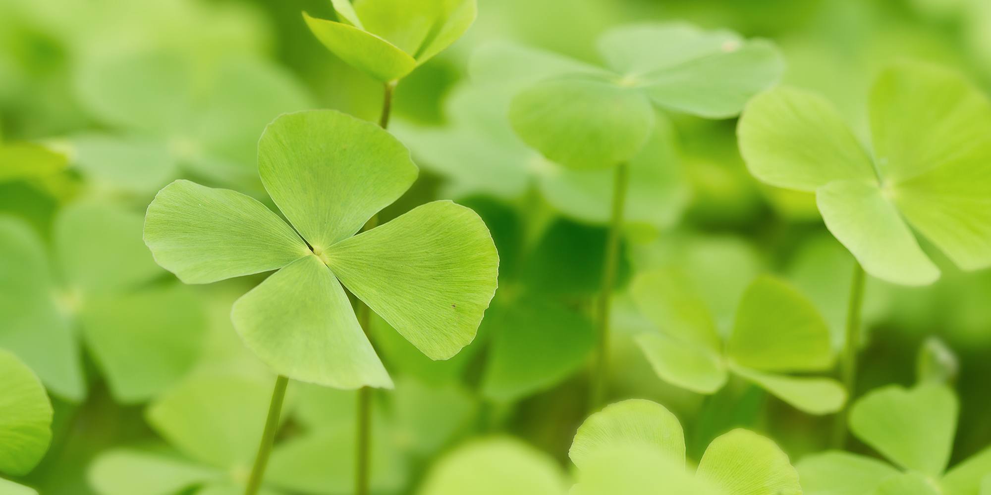 Netto Gewinnspiele Glücksklee