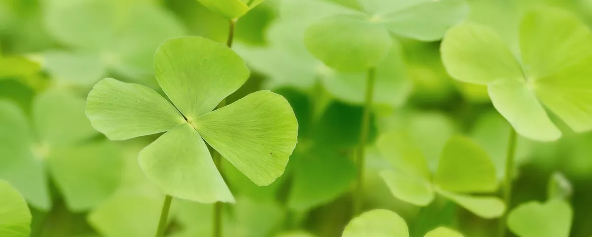 Netto Gewinnspiele Glücksklee