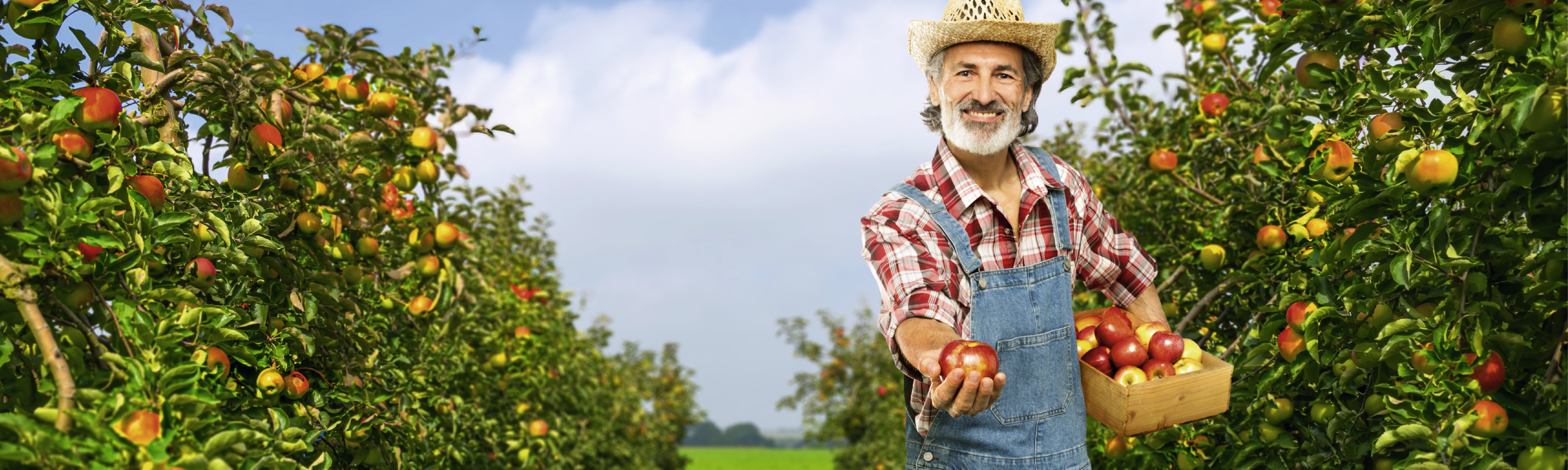 Ein Bauer Auf Einem Regionalen Feld Der Einen Apfel Hält