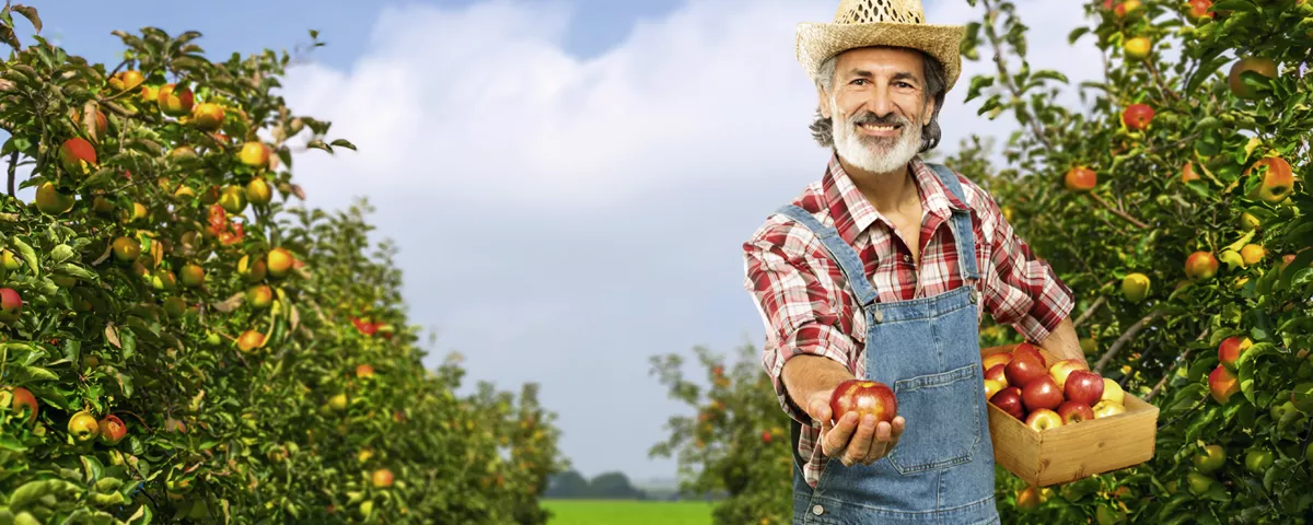 Ein Bauer Auf Einem Regionalen Feld Der Einen Apfel Hält