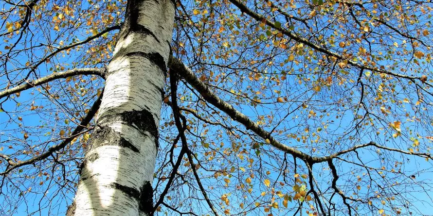 Sok Z Brzozy – Naturalny Tonik Witalności! Sok Z Brzozy – Naturalny Tonik Witalności!