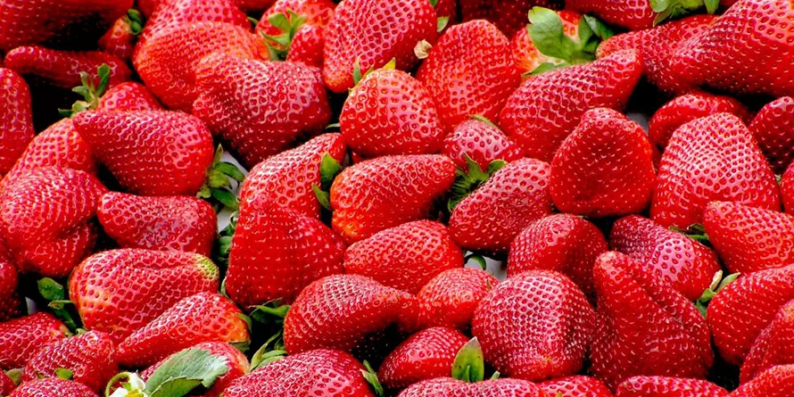 Truskawki Jak Przechowywać Truskawki Jak Przechowywać