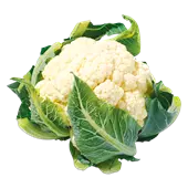 Blumenkohl