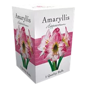 Amaryllis-Blumenzwiebel in Geschenkbox