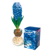 Hyazinthe-Blumenzwiebel in Geschenkbox