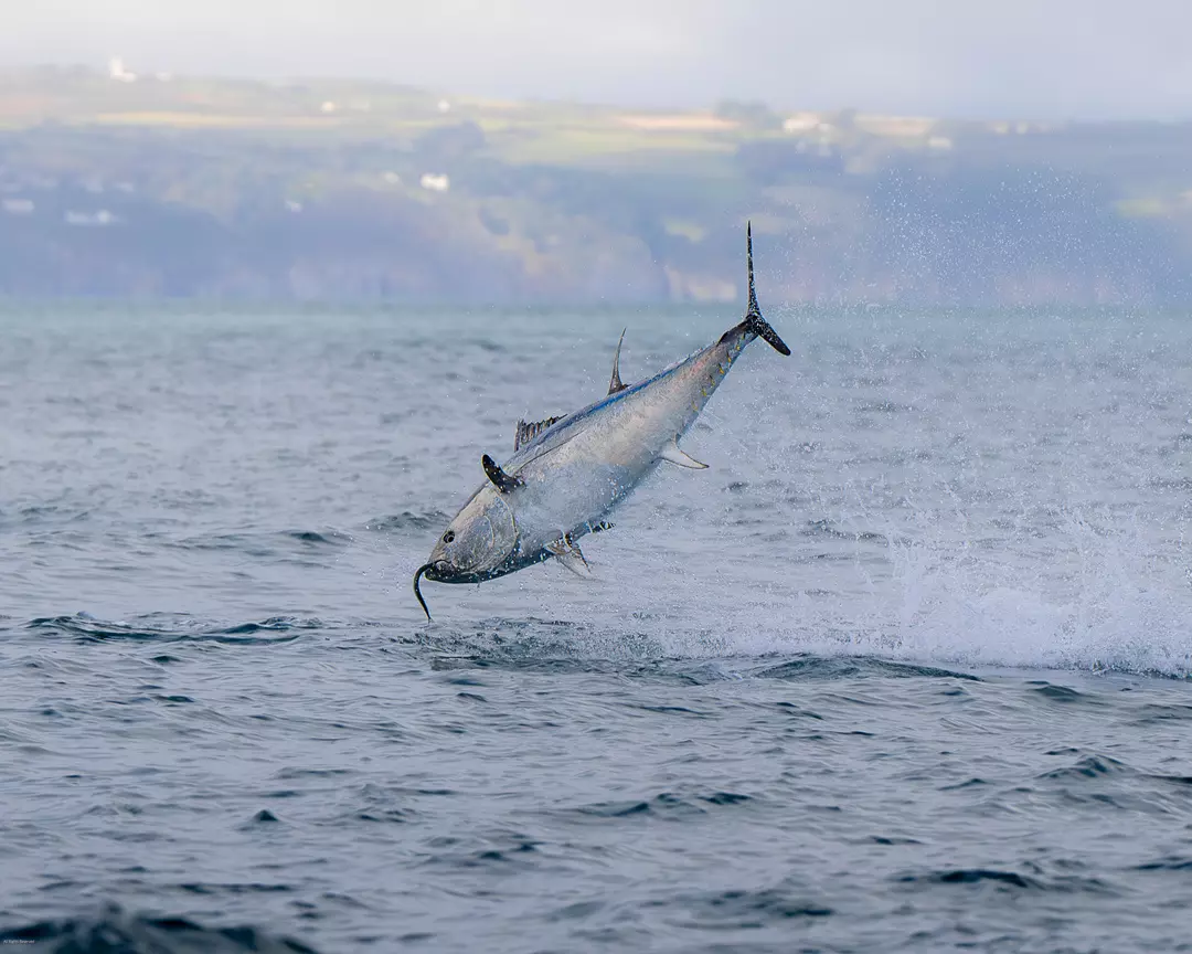 Bluefin Tuna jumping out the water