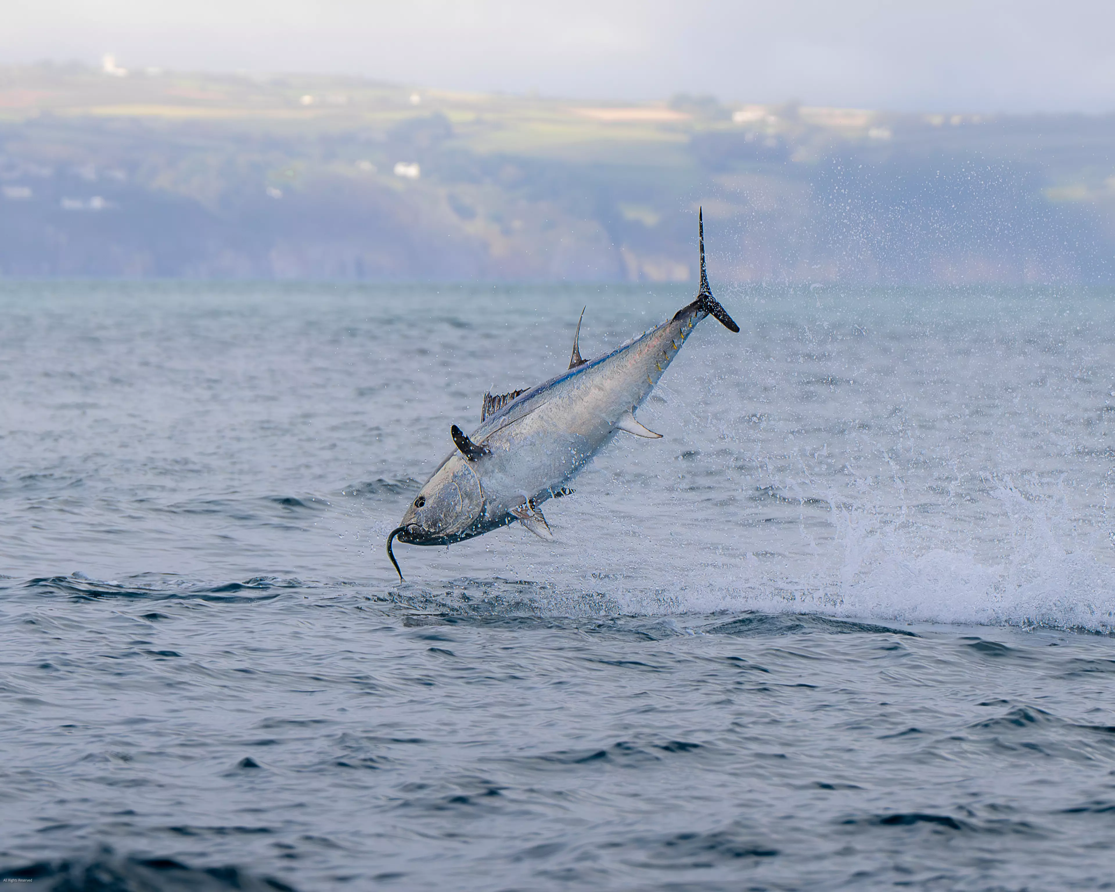 Bluefin Tuna jumping out the water