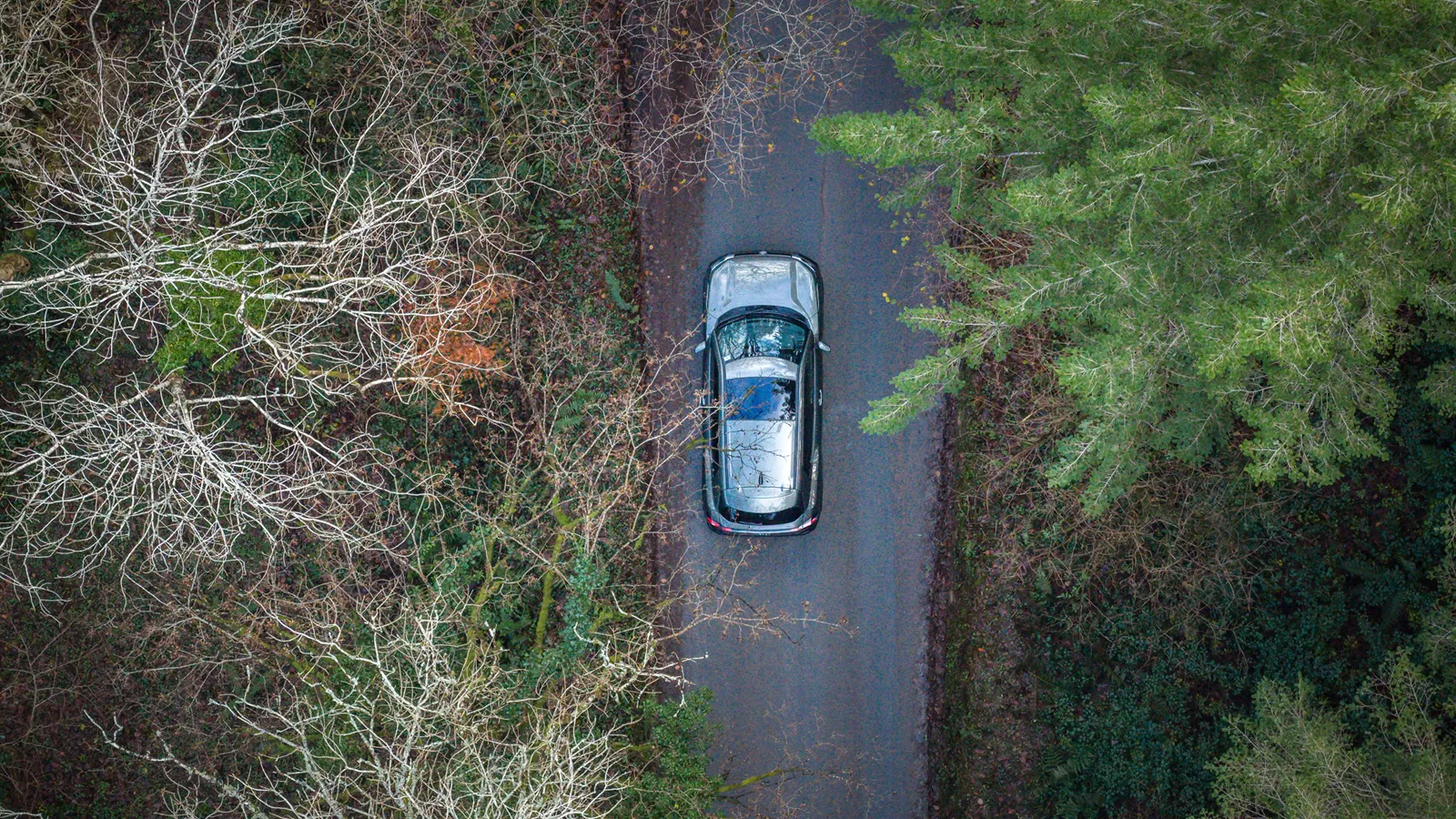 Suzuki car driving on the forest road
